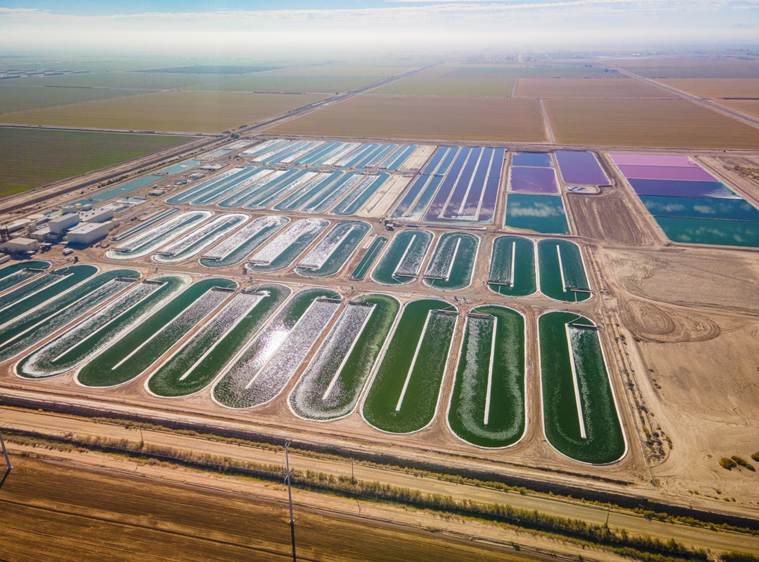 Green Protein: 6 Ways Spirulina is Revolutionizing Sustainable Food Production